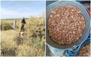 В Астраханской области, отбиваясь от мошки, вручную собирали 820 кг семян для спасения региона