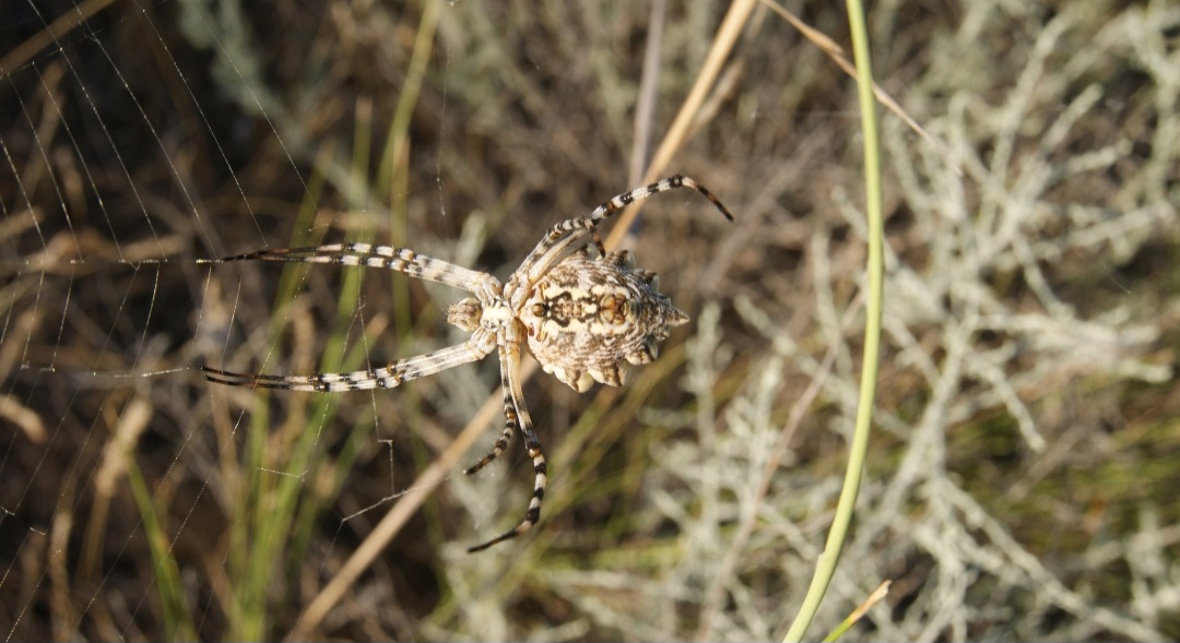 Астраханскую область заселили крупные и страшные пауки-каннибалы, они кусаются