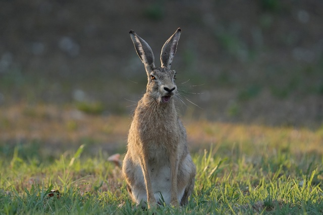 В Астраханской области одурманенные зайцы придумали, как заработать на своей внешности