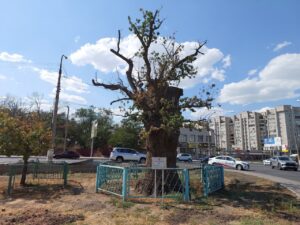 В Астрахани проверят состояние 456-летнего Петровского дуба