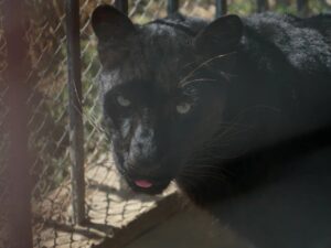 До филиала астраханского зоопарка «Баба Фрося» в селе Иванчуг теперь будет ходить прямой автобус