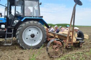 В Астраханской области собрали рекордный объем очень необычных клубней, часть пришлось раздать