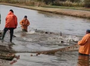 Редчайшие потолстевшие и очень умные рыбы переселяются в Астраханской области