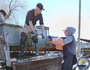 В Астраханской области получат массовое потомство полезной рыбы с шипами и острыми зубами