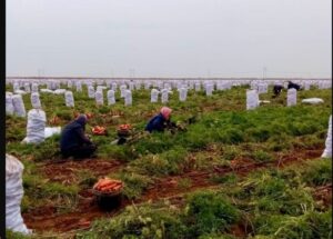 В Астраханской области, несмотря на холода, собирают урожай для крупных торговых сетей