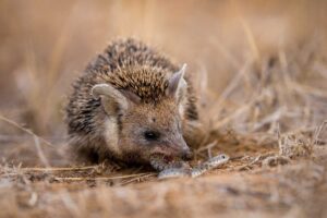 Астраханцам рассказали, почему не стоит трогать «мертвых» ежей