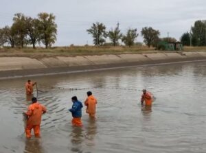 В Астраханской области редчайшей рыбе подрезают усы с разных сторон: зачем и когда