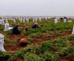 В Астраханской области, несмотря на холода, собирают урожай для крупных торговых сетей