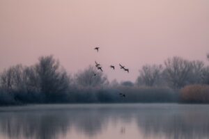 В Астраханскую область слетелись очень редкие неугомонные птицы, дельта будто резиновая