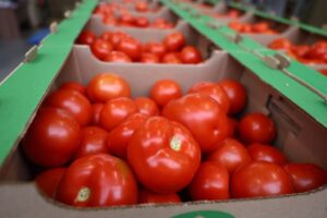 Когда первый урожай астраханских томатов появится в крупной торговой сети