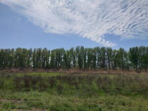 В Астраханской области летают упитанные бабочки, у некоторых большие головы
