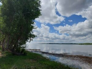 В реку Астраханской области выпустили огромных редких осетров