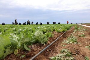 Куда отправится первый урожай лука и салатов из Астраханской области