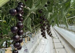 Под Астраханью скоро соберут урожай необычных томатов для федеральной сети