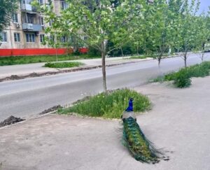 На улицах Астрахани заметили гуляющего павлина