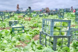 В Астраханской области готовятся встретить очень вредных и прожорливых гусениц