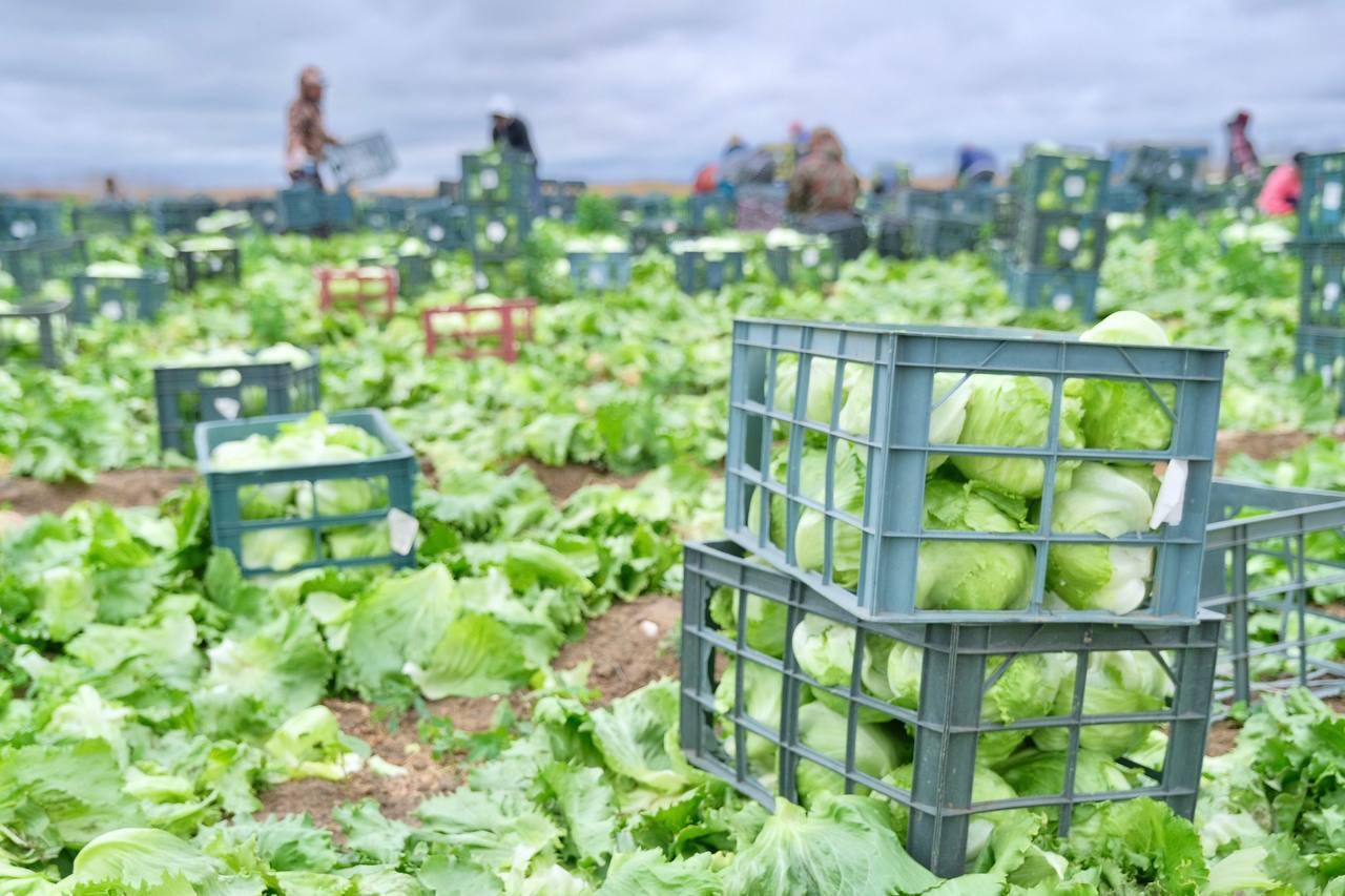 В Астраханской области готовятся встретить очень вредных и прожорливых гусениц