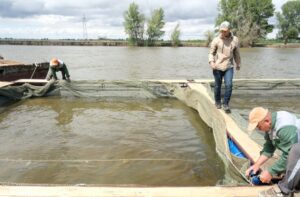 Под Астраханью будут выращивать больше осетров для еды