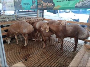 Овцы из Астраханской области стали лучшими и приехали в золоте и серебре