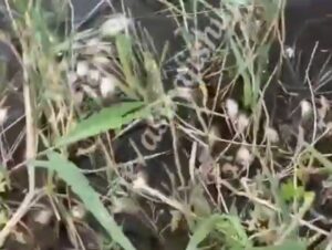 Под Астраханью произошел очередной массовый замор рыбы, вобла не может выплыть