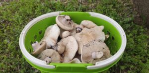 Где в Астраханской области массово пошли грибы и какие