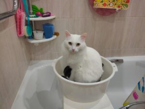 В Астраханской области очень крупный поселок и вода оказались по разные стороны