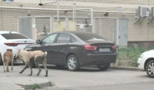 Агрессивный алабай держал в страхе астраханский микрорайон
