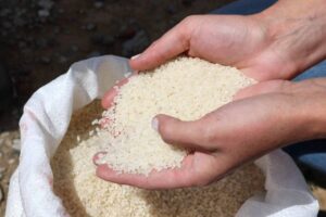 В Астраханской области стремительно развивается рисоводство