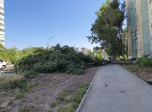 Огромное дерево упало и перекрыло оживленную астраханскую улицу