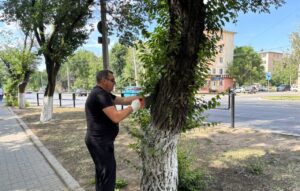 Эстетика и безопасность: глава Астрахани объяснил, зачем обрезают деревья