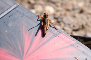 В каких районах Астраханской области насчитали больше всего спящей саранчи