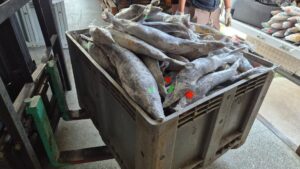У астраханского производителя рыбы нашли крупную партию черной икры без документов