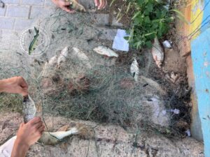 В центре Астрахани поставили сети на рыбу, добыча заполняла снасть