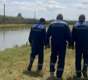 В Астраханской области массово выпустили сильных редчайших осетров