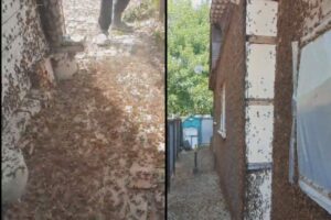 Полчища саранчи пытаются попасть в астраханские села