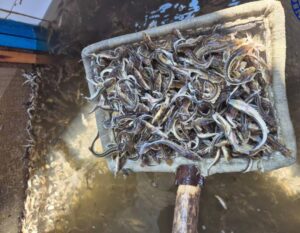 В Астраханской области краснокнижное потомство приносили рыбы-старушки