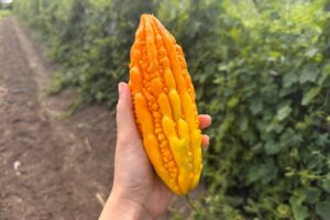Под Астраханью вырастили необычный фрукт