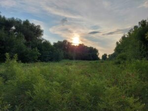 Огромные пауки, населяющие Астраханскую область, захватывают новые территори