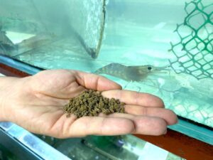 В Астрахани придумали новый полезный корм для редчайших рыб и морских обитателей
