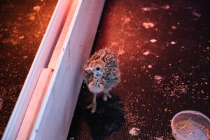 Под Астраханью появится экоферма, где можно будет пообщаться с огромными птицами