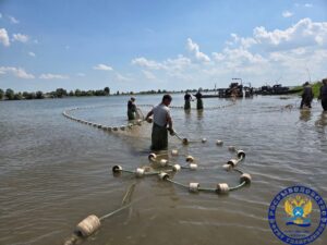 В Астраханской области впервые за много лет выловили редкую рыбу, она должна дать потомство
