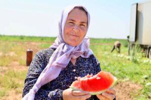 Какой урожай бахчевых соберут в Астраханской области и куда его отправляют