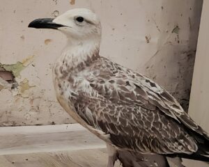 Астраханец выловил в реке Царев серую птицу без крыла