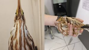 В Астрахани спасли и вылечили маленькую птицу с забавной походкой
