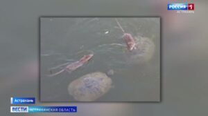 Крысы отбирают еду у птиц и животных в центре Астрахани