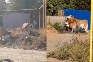 Одни рады, вторые сыты: астраханские бродячие коровы занялись благоустройством