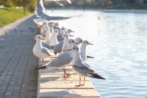 Переезжают поближе: почему в Астрахани массово поселился еще один вид птиц