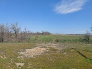 Ужас на крыльях: сутулые огромные птицы из Красной книги слетелись в Астраханскую область