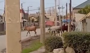 Жителей Янго-Аула лишили покоя лошади