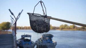 Тысячи тонн рыбы добыли в Астраханской области, сколько еще планируют